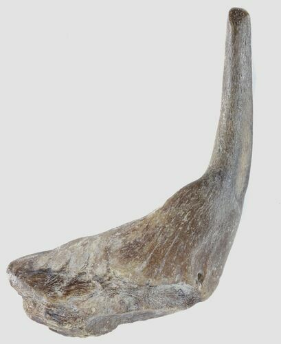 Enchodus Fang With Jaw Section - Texas #42432